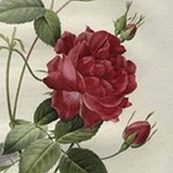 Rosa indica cruenta - J. Redouté