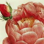 Rosa damascena Celsiana - Pierre Joseph Redouté