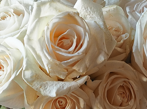 roses blanques