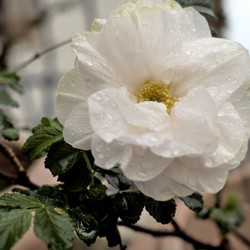 Blanc Double de Coubert rose