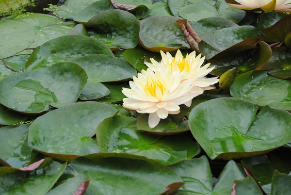 Seerose. Schlossgarten charlottenburg