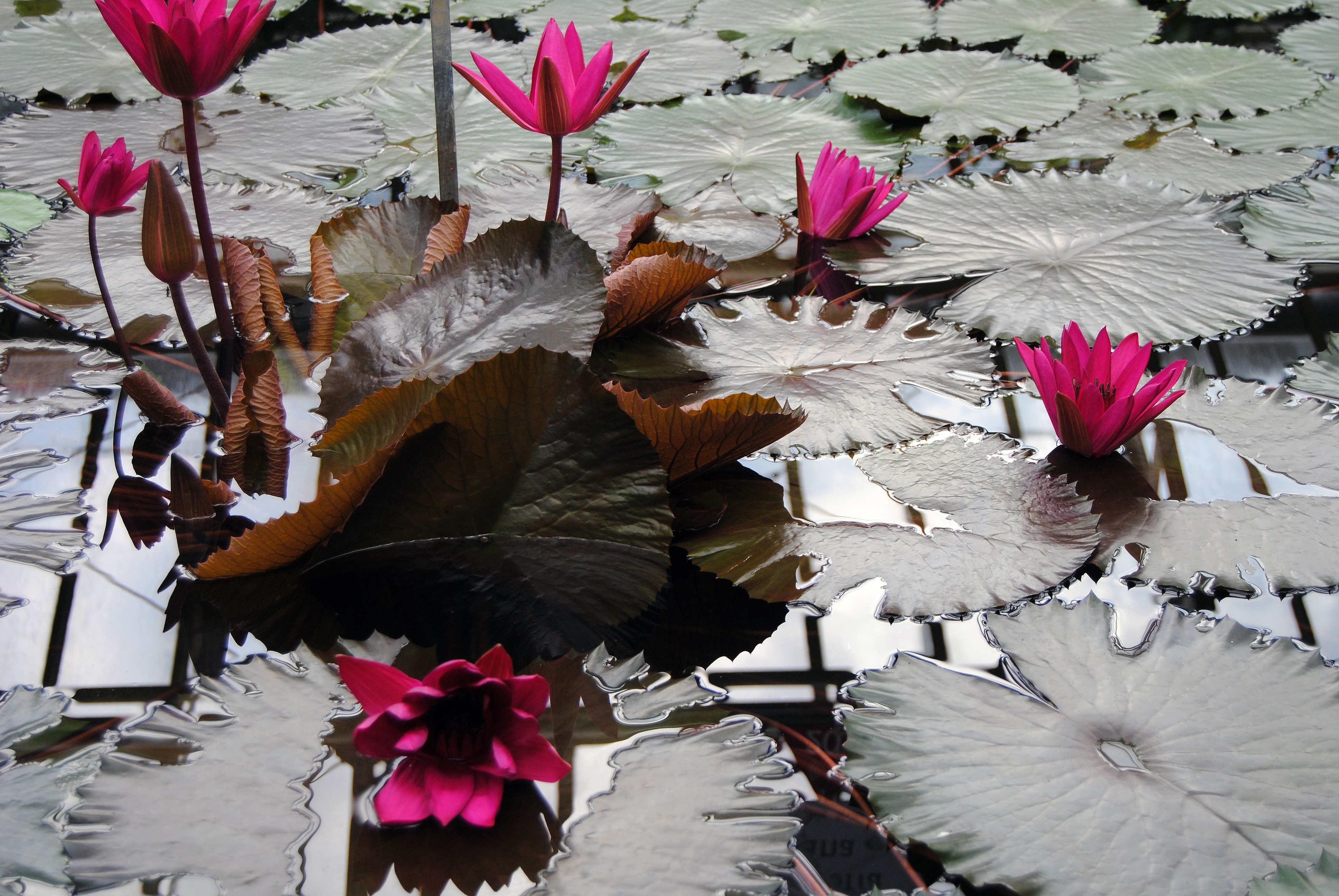 Seerose. Schlossgarten charlottenburg